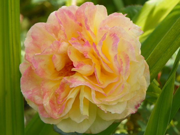 Rosomane Janon - Trandafiri 2016 - 2