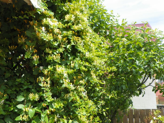 lonicera japonica - Copacei si arbusti 2016