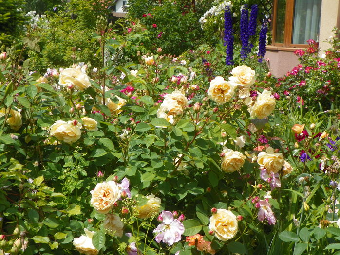 Teasing Georgia si Escapade