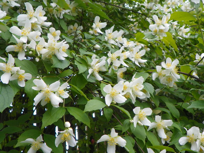 philadelphus inodorus - Copacei si arbusti 2016