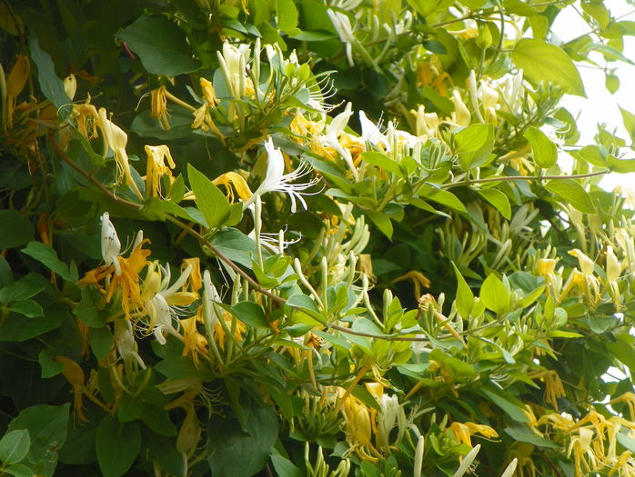 lonicera japonica - Copacei si arbusti 2016