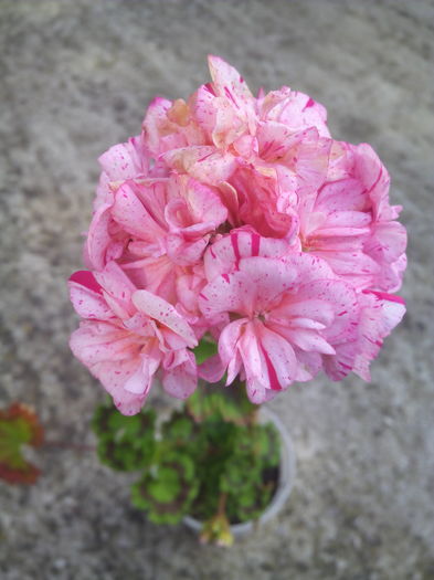 1465966983659 - Muscatele mele frumoase 2016