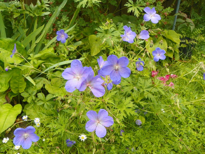 Johnson's Blue