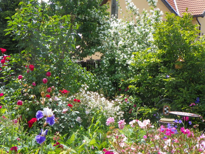14 iun (1) - Gradina 2016