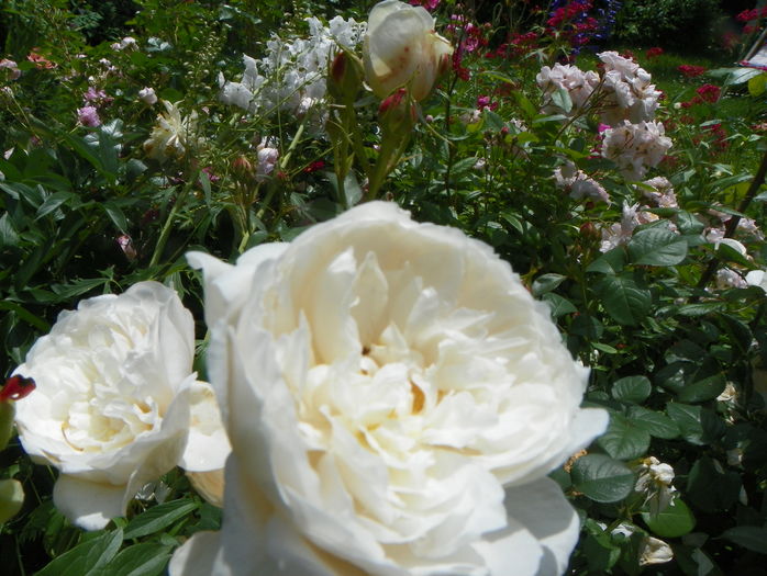 William and Catherine