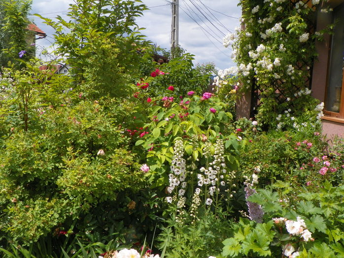 14 iun (313) - Gradina 2016