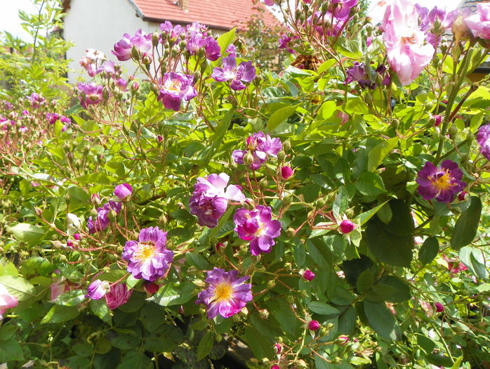 Veilchenblau - Trandafiri 2016 - 2