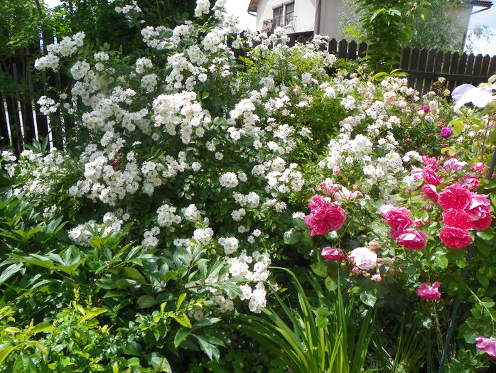 Guirlande d'Amour si Rosarium Uetersen