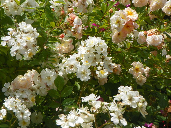 Guirlande d'Amour si Ghislaine de Feligonde
