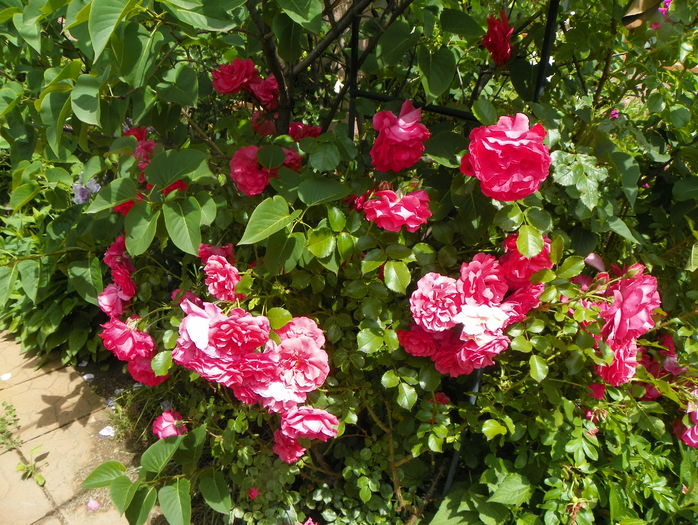 Rosarium Uetersen
