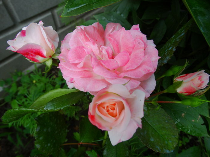 DSC01201 - Rosenstadt Friesing