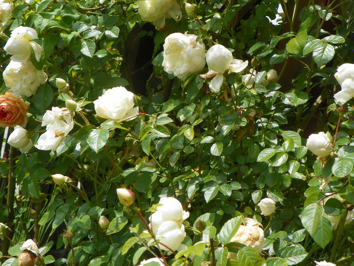 Perpetually Yours - Trandafiri 2016 - 2