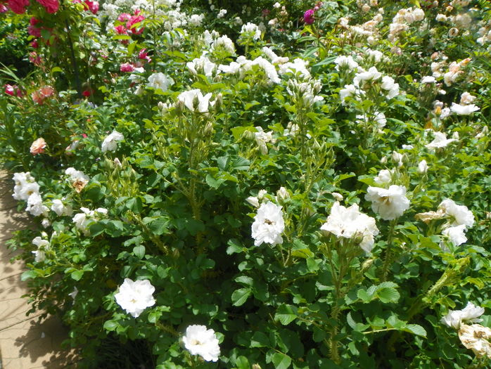 White Roadrunner - Trandafiri 2016 - 2