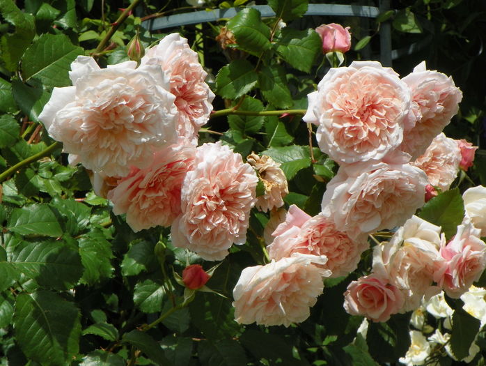 Rose de Tolbiac