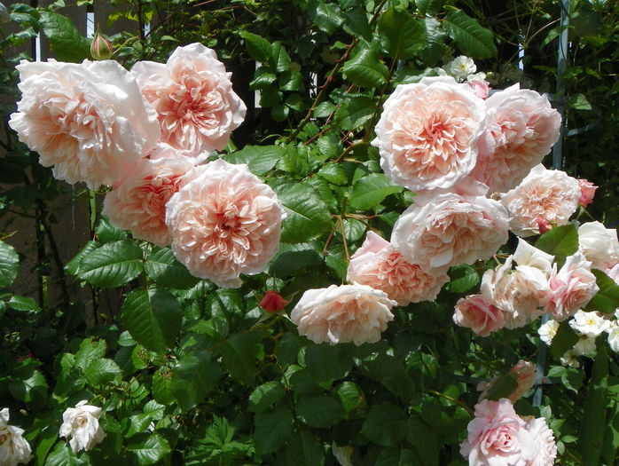 Rose de Tolbiac - Trandafiri 2016 - 2