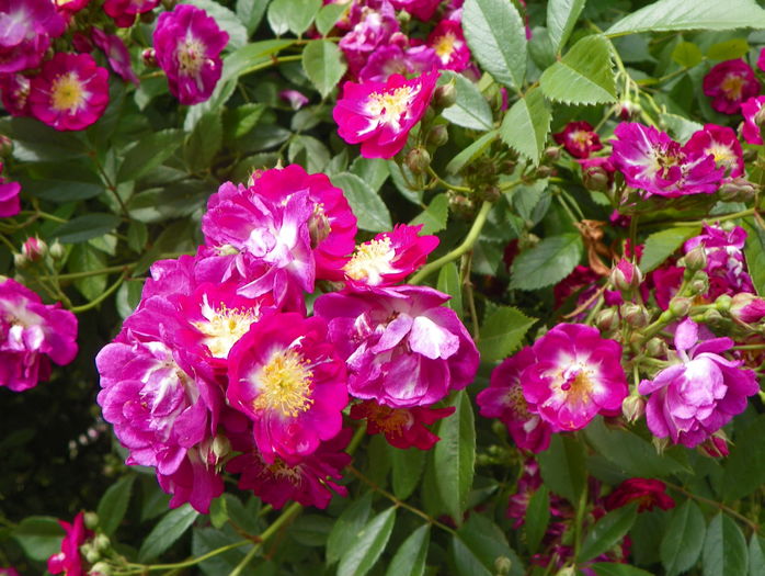 Perennial Blue - Trandafiri 2016 - 2