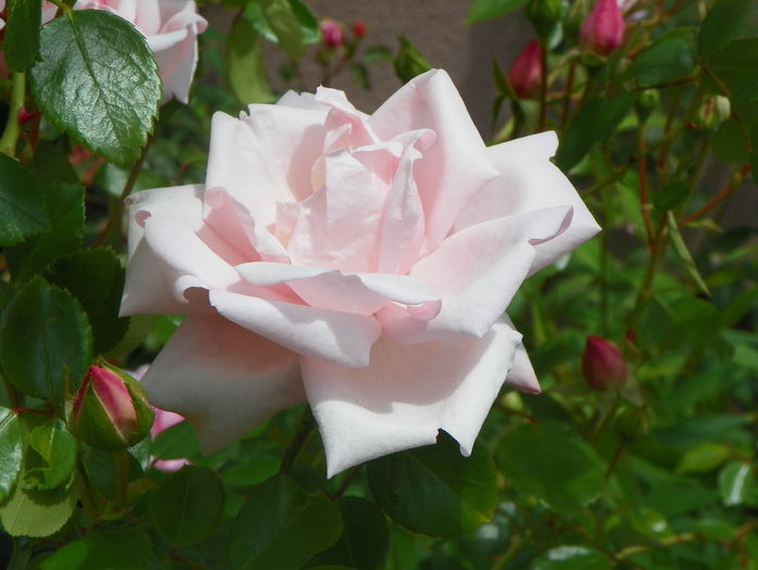 New Dawn - Trandafiri 2016 - 2