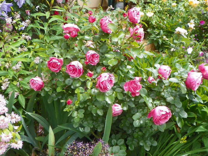 Leonardo da Vinci - Trandafiri 2016 - 2