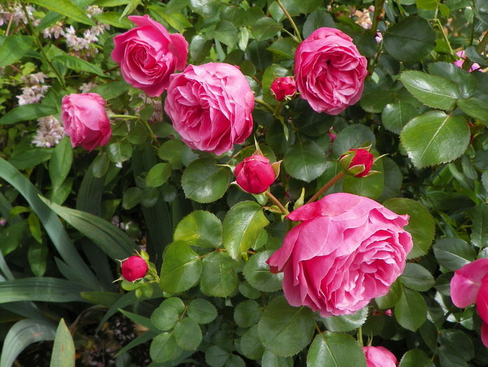 Leonardo da Vinci - Trandafiri 2016 - 2