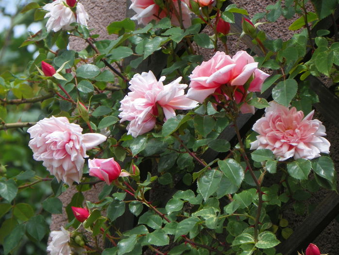 Albertine - Trandafiri 2016 - 2