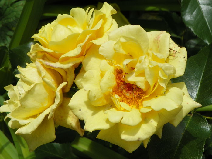 Gelber Engel - Trandafiri 2016 - 2