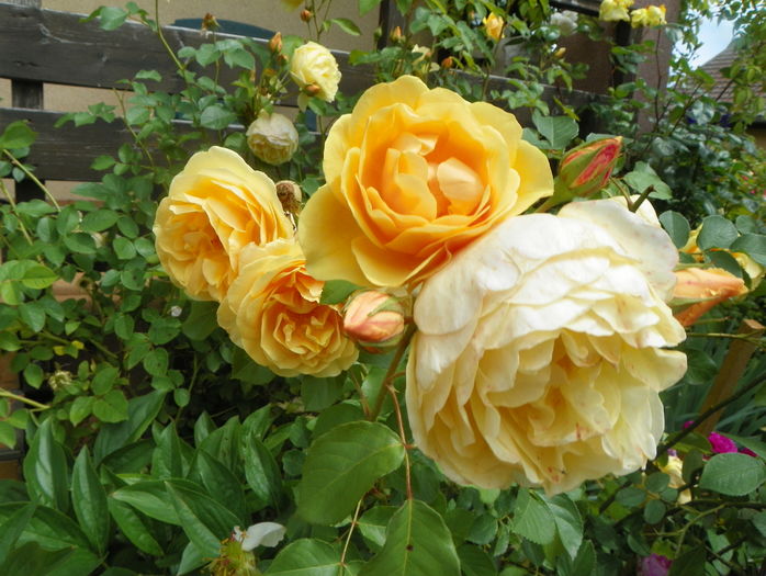 Graham Thomas - Trandafiri 2016 - 2