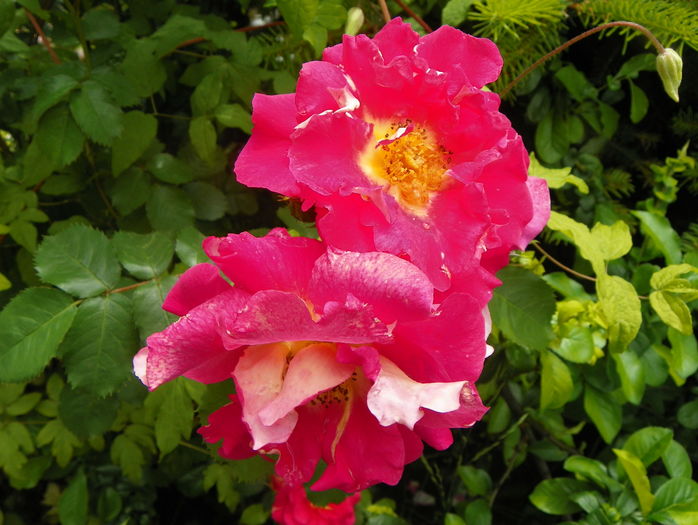 Bajazzo - Trandafiri 2016 - 2