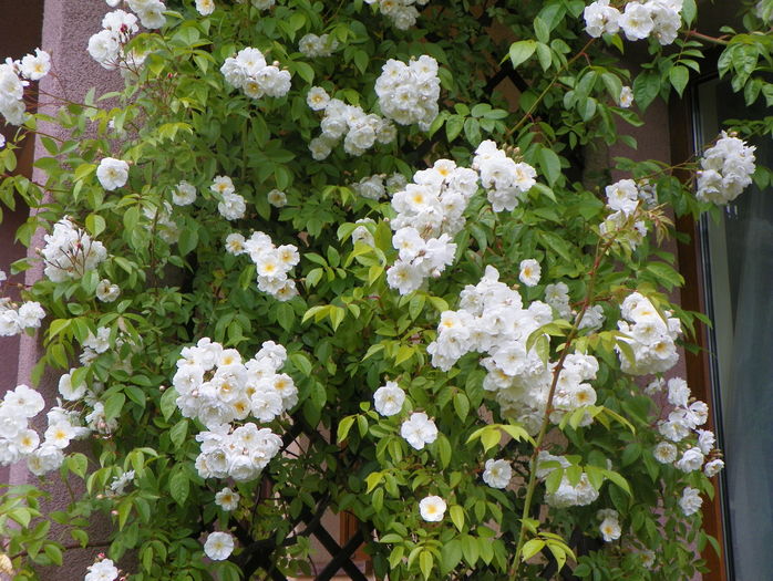 Bobby James - Trandafiri 2016 - 2