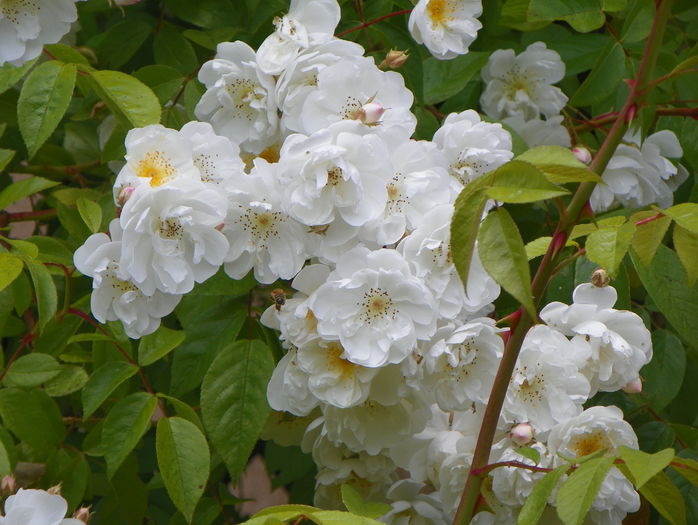 Bobby James - Trandafiri 2016 - 2