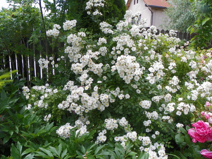 Guirlande d'Amour - Trandafiri 2016 - 2