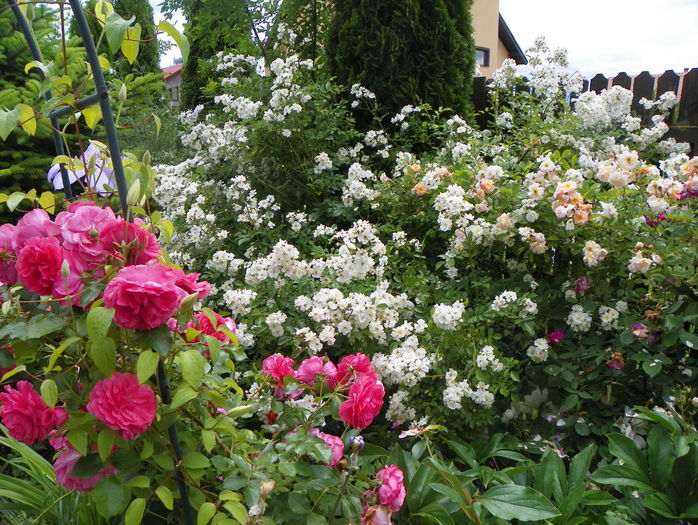 Rosarium Uetersen, Guirlande d'Amour si Ghislaine - Trandafiri 2016 - 2