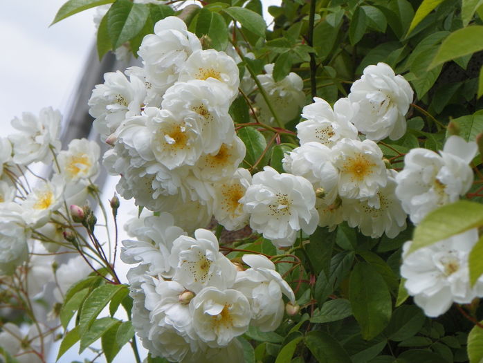 Bobby James - Trandafiri 2016 - 2