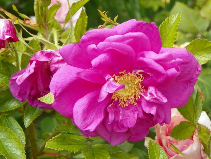 Smart Roadrunner - Trandafiri 2016 - 2