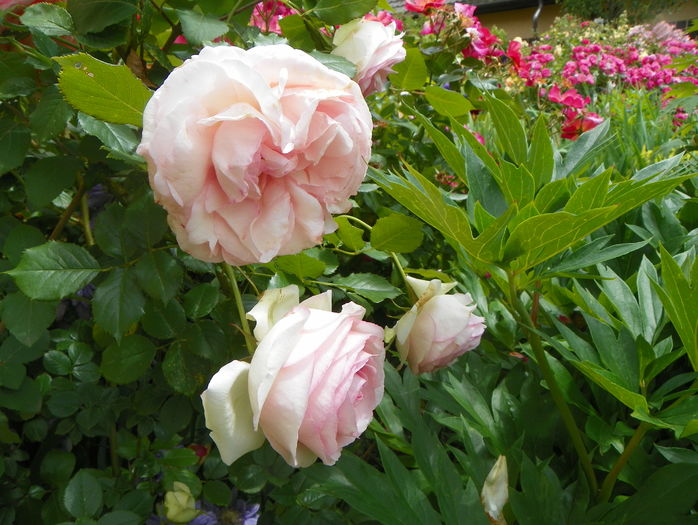 Eden Rose - Trandafiri 2016 - 2