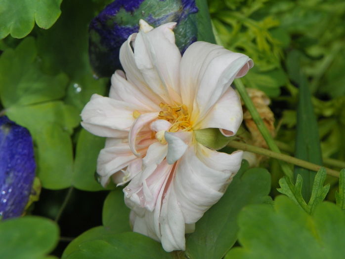 Perle d'Or - Trandafiri 2016 - 2
