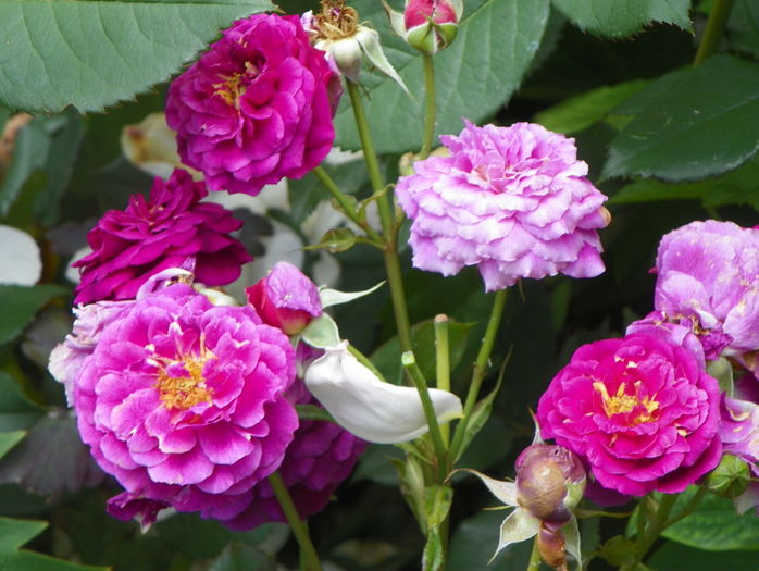 Ebb Tide - Trandafiri 2016 - 2