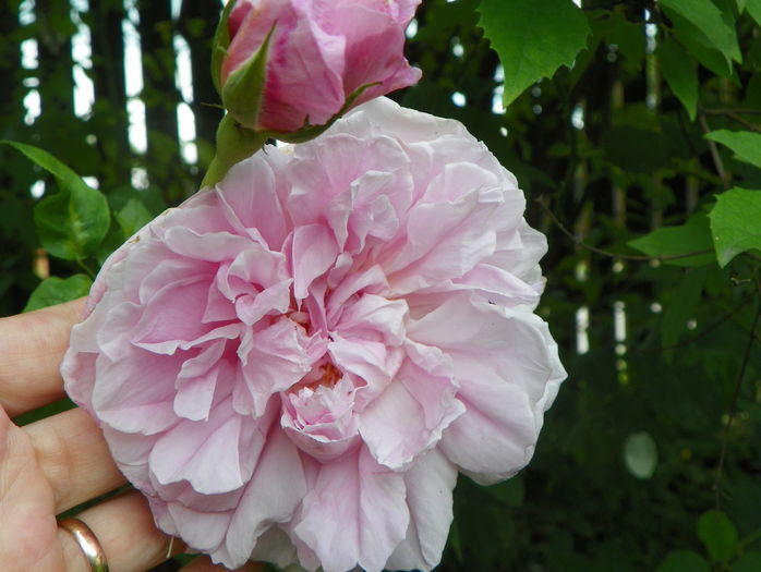 Cottage Rose