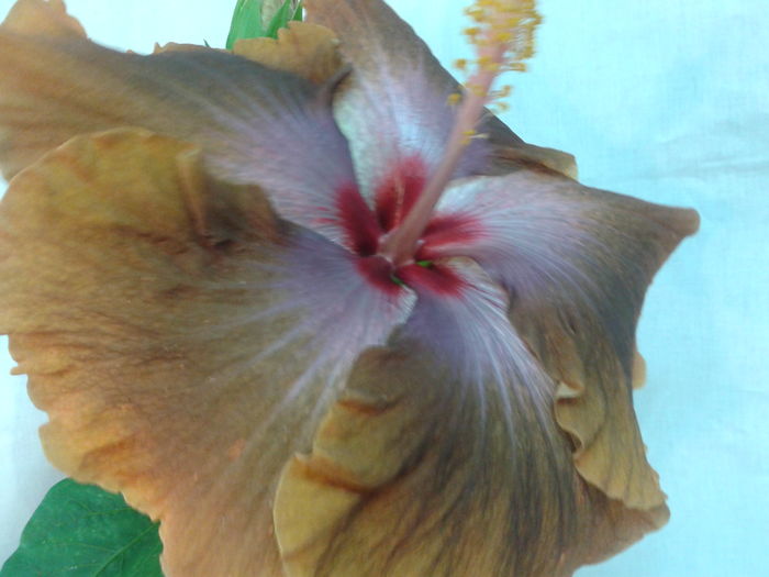 Fotografie0694 - HIBISCUS 2016