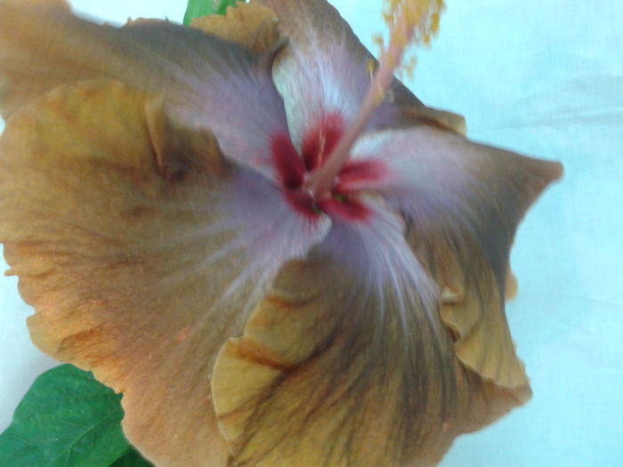 Fotografie0693 - HIBISCUS 2016