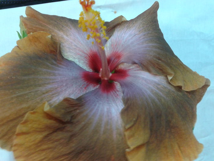 Fotografie0690 - HIBISCUS 2016