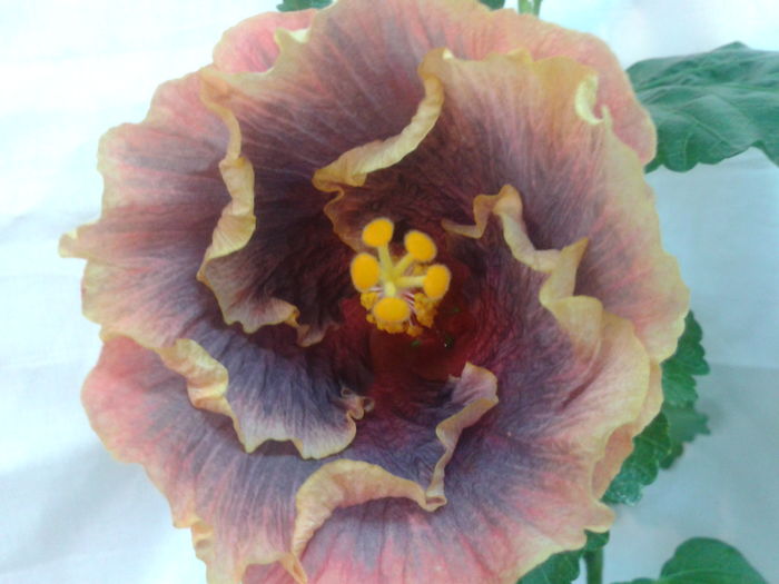 Fotografie0689 - HIBISCUS 2016