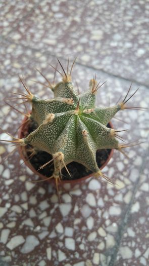 Astrophytum ornatum