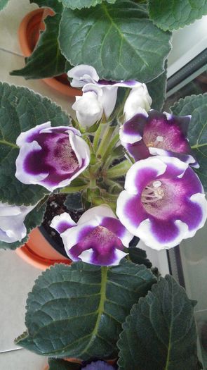 20160614_195847_HDR - Gloxinii