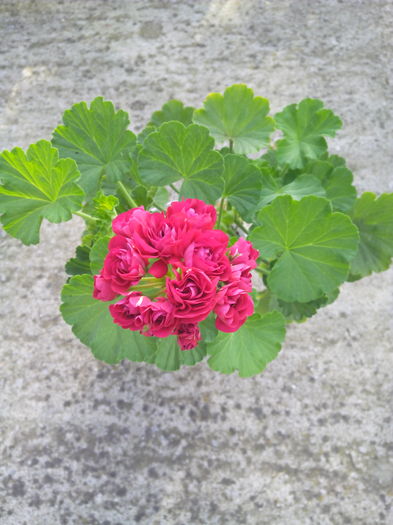 1465967090628 - Muscatele mele frumoase 2016