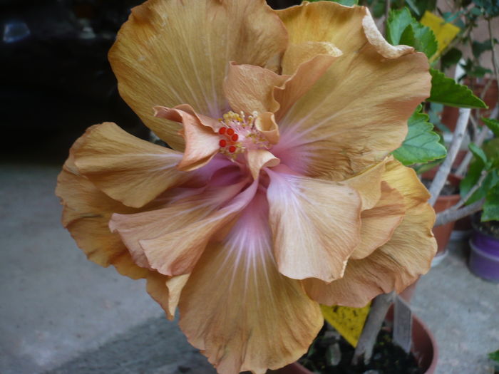 P1270252 - HIBISCUSI 2016-2