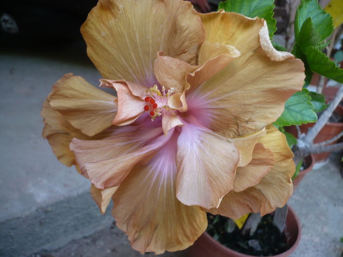 P1270254 - HIBISCUSI 2016-2