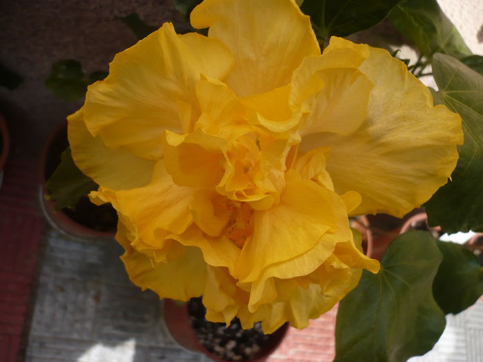 P1270255 - HIBISCUSI 2016-2