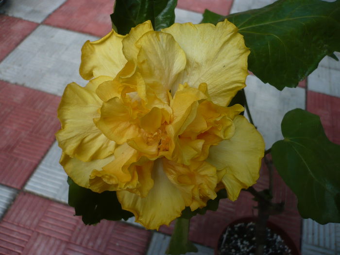 P1270257 - HIBISCUSI 2016-2