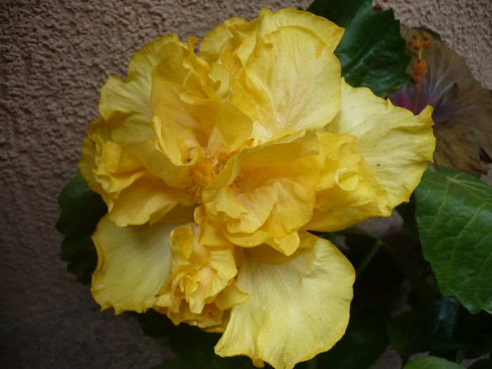 P1270279 - HIBISCUSI 2016-2