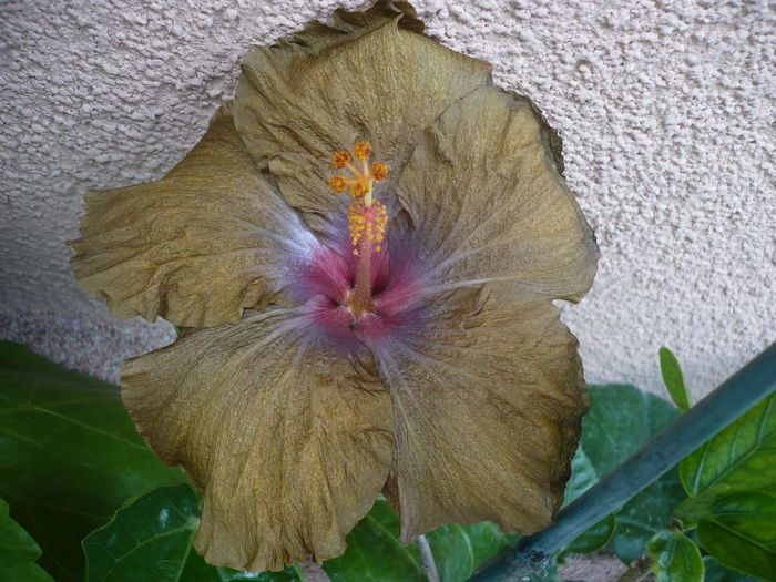 P1270278 - HIBISCUSI 2016-2